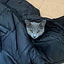 cat, gray_cat, jacket, black_jacket, floor, tile_floor, indoor, pet, animal, cozy, curious, amber_eyes, puffy_jacket, hiding, cute, feline, domestic_cat, fur, whiskers, ears