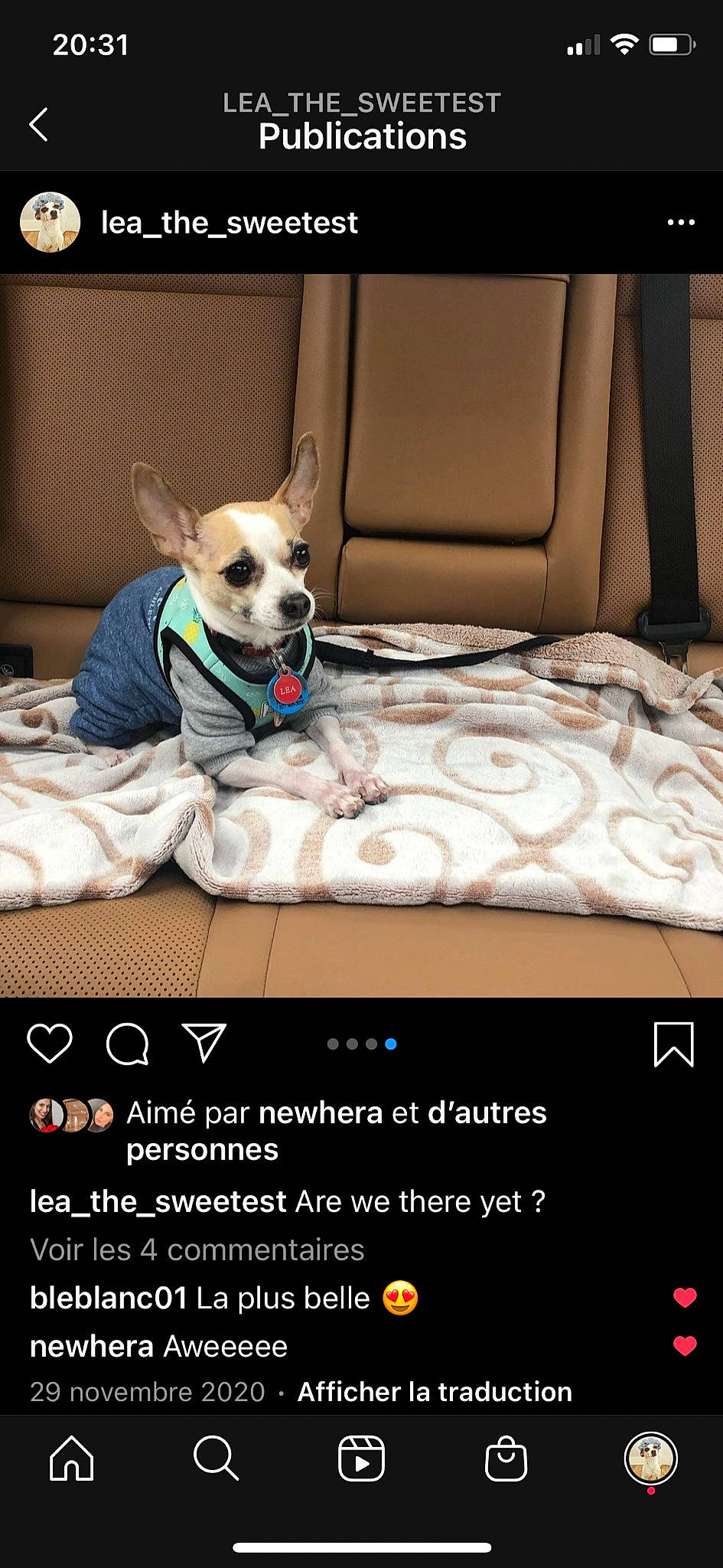 Léa is registered to the contest to win money with this photo: bed, bedding, canidae, carnivore, collar, comfort, companion_dog, couch, dog, dog_breed, dog_collar, dog_supply, fawn, font, linens, photo_caption, pillow, sporting_group, throw_pillow, toy_dog