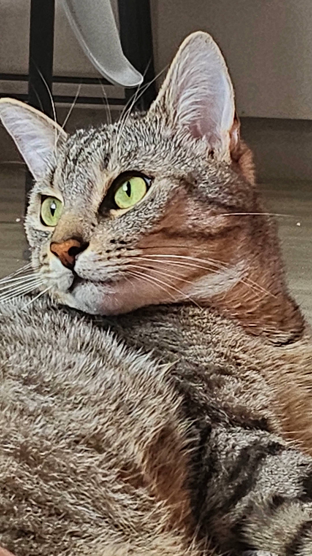 Flèche participe au concours pour gagner de l'argent avec cette photo : abyssinian, animal, cat, egyptiancat, kitten, manx, pet