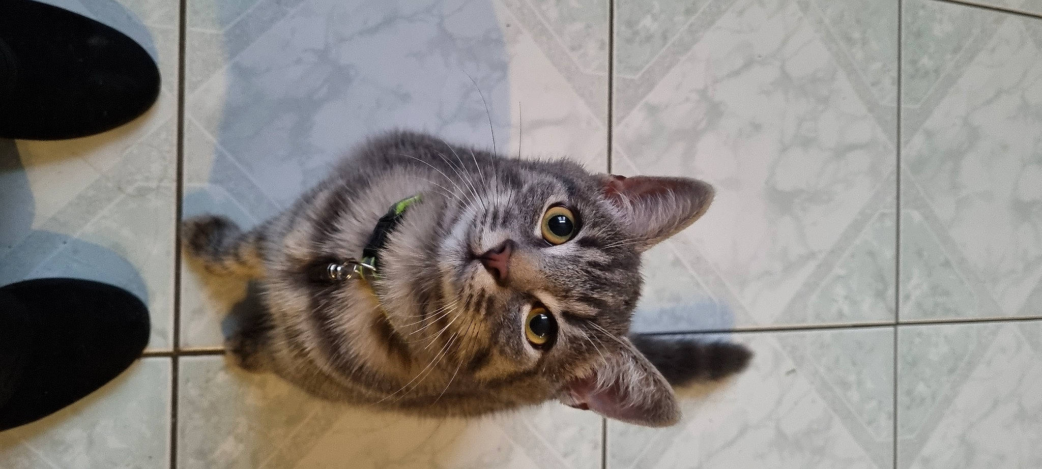 Simba participe au concours pour gagner de l'argent avec cette photo : carnivore, cat, claw, domestic_short_haired_cat, felidae, fur, paw, small_to_medium_sized_cats, tail, terrestrial_animal, whiskers