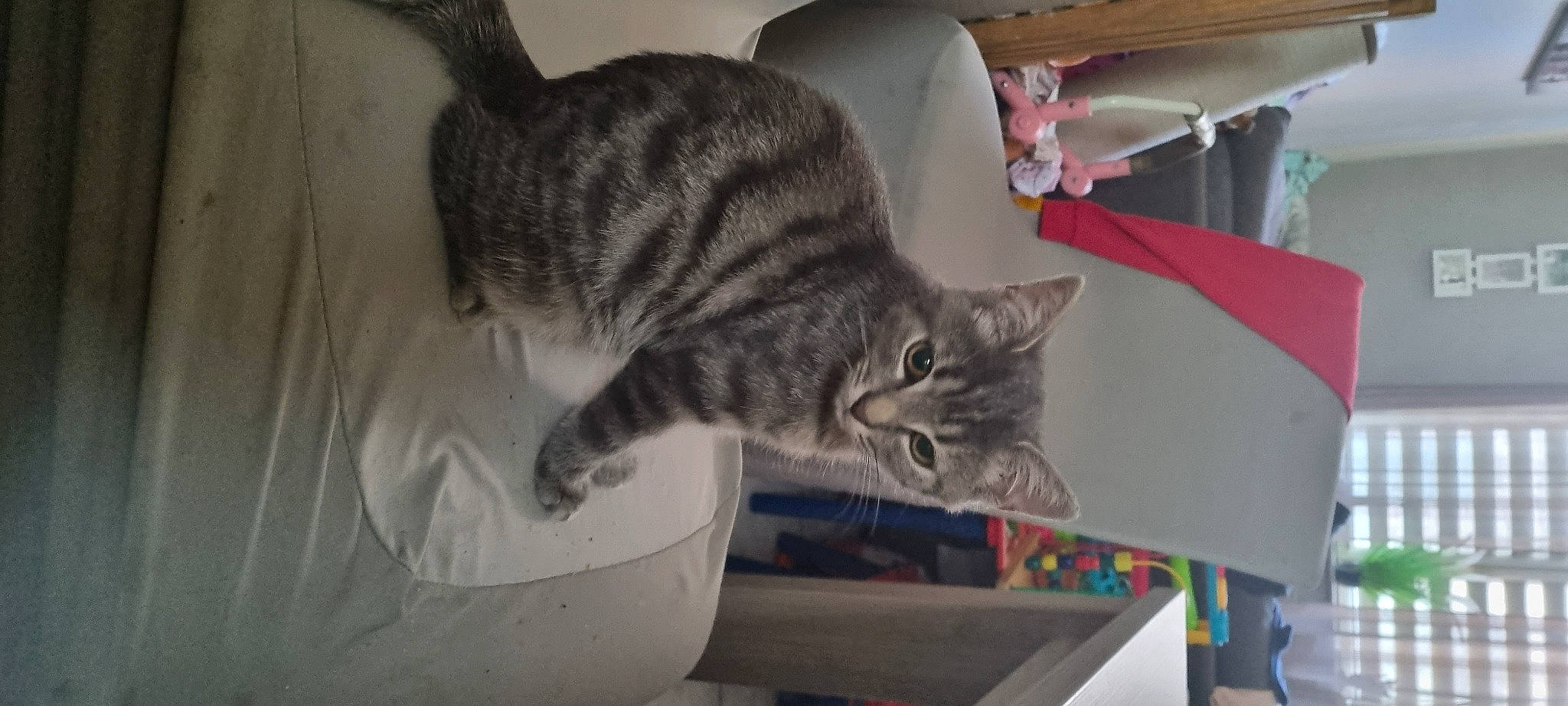 Simba participe au concours pour gagner de l'argent avec cette photo : carnivore, cat, domestic_short_haired_cat, felidae, fur, grey, mammal, room, small_to_medium_sized_cats, snout, tail, terrestrial_animal, whiskers