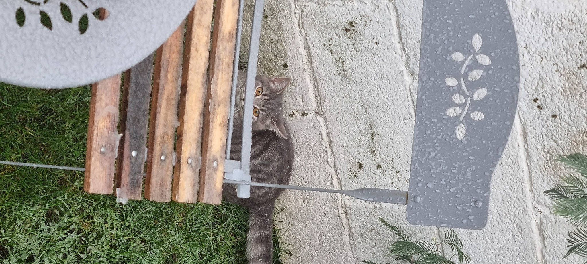 Simba participe au concours pour gagner de l'argent avec cette photo : asphalt, automotive_tire, automotive_wheel_system, concrete, domestic_short_haired_cat, door, facade, felidae, grass, hardwood, metal, plant, road_surface, siding, small_to_medium_sized_cats, soil, tail, wall, wood, wood_stain