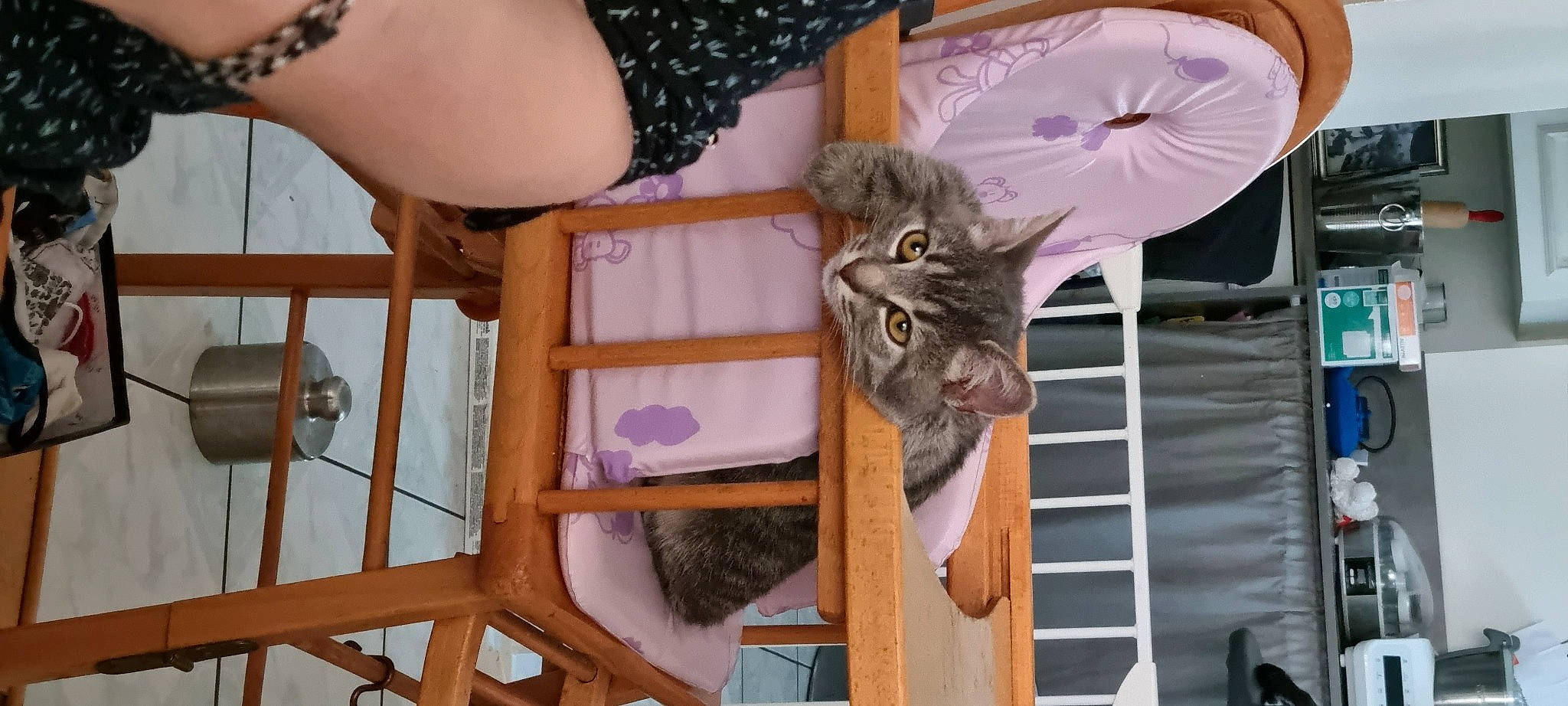Simba a rejoint le concours — aidez-le/la à gagner de superbes lots ! carnivore, cat, chair, comfort, domestic_short_haired_cat, fawn, felidae, fur, hardwood, human_leg, mammal, plant, purple, room, small_to_medium_sized_cats, tail, textile, vertebrate, whiskers, wood