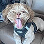 Valentino joined the competition — help win amazing prizes! dog, pet, happy, tongue_out, fur, harness, leather_seat, car_interior, animal, cute, smiling, canine, companion, domestic_animal, mammal, sitting, friendly, closeup, indoor, groomed
