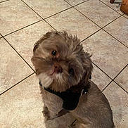 Valentino is registered to the contest to win money with this photo: animal, brown_dog, brown_fur, canine, companion, curious, cute, dog, domestic, floor_tiles, fluffy, fur, harness, indoor, indoor_lighting, looking_up, pet, sitting, small_dog, tile_floor