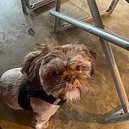 Valentino joined the competition — help win amazing prizes! dog, small_dog, pet, fluffy, brown, curious, floor, concrete, indoor, metal, chair, looking_up, animal, cute, companion, fur, sitting, leash, harness, domestic_animal