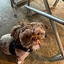 dog, small_dog, pet, fluffy, brown, curious, floor, concrete, indoor, metal, chair, looking_up, animal, cute, companion, fur, sitting, leash, harness, domestic_animal