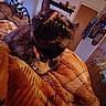 Mayhem is registered to the contest to win money with this photo: cat, tortoiseshell_cat, fluffy, long_hair, pet, animal, feline, whiskers, eyes, collar, bell, blanket, cozy, indoor, bedroom, portrait, close_up, sitting, home, photography