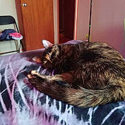 Mayhem is registered to the contest to win money with this photo: cat, tortoiseshell_cat, pet, animal, sleeping, curled_up, resting, fur, whiskers, ears, tail, paws, blanket, bed, bedroom, indoors, chair, door, cozy, home