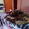 cat, tortoiseshell_cat, pet, animal, sleeping, curled_up, resting, fur, whiskers, ears, tail, paws, blanket, bed, bedroom, indoors, chair, door, cozy, home