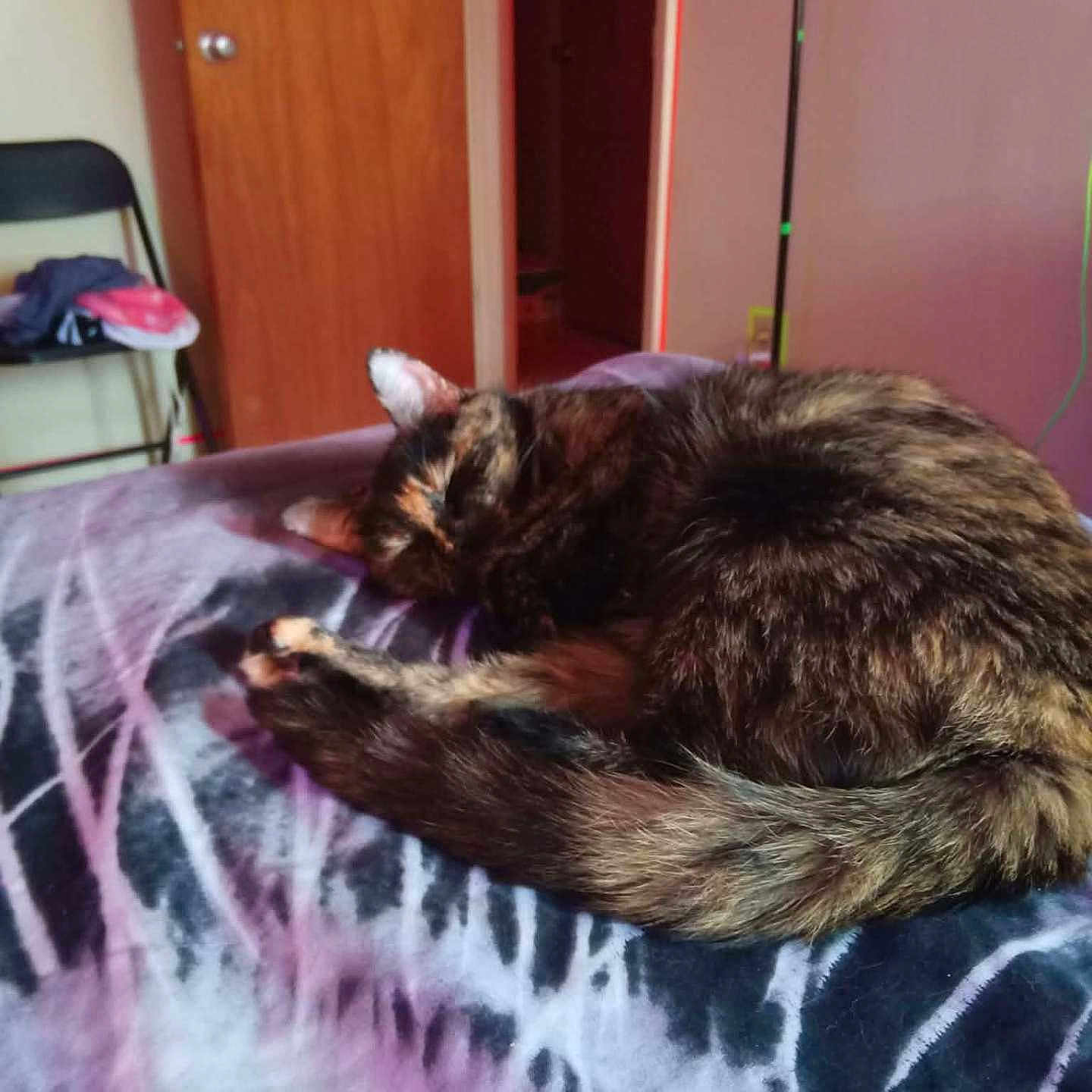Mayhem is registered to the contest to win money with this photo: cat, tortoiseshell_cat, pet, animal, sleeping, curled_up, resting, fur, whiskers, ears, tail, paws, blanket, bed, bedroom, indoors, chair, door, cozy, home