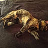 animal, bed, blanket, cat, collar, cozy, dark_background, fur, grooming_brush, indoor, lying_down, paws, pet, photograph, relaxed, resting, sleeping, tail, tortoiseshell_cat, whiskers