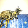animal, blanket, blue_blanket, cat, collar, cozy, curled_up, ears, furry, indoors, kitten, nap, paws, pet, portrait, resting, sleeping, tortoiseshell, whiskers, yellow