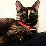 Mayhem is registered to the contest to win money with this photo: cat, tortoiseshell, feline, pet, collar, red_collar, black_fur, brown_fur, cream_fur, animal, portrait, close_up, indoors, blanket, lounging, sitting, ears, whiskers, eyes, cute
