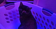 Mayhem is registered to the contest to win money with this photo: cat, pet, animal, feline, dark_fur, sitting, laundry_basket, plastic_basket, indoor, home, purple_lighting, blue_lighting, low_light, portrait, ears, whiskers, eyes, fur, basket_holes, household