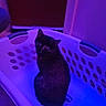 animal, basket_holes, blue_lighting, cat, dark_fur, ears, eyes, feline, fur, home, household, indoor, laundry_basket, low_light, pet, plastic_basket, portrait, purple_lighting, sitting, whiskers
