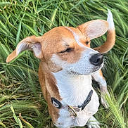 Suzy Q is registered to the contest to win money with this photo: dog, canine, pet, grass, outdoor, nature, collar, brown_and_white, ears, sitting, animal, fur, snout, tail, daylight, closeup, muzzle, greenery, cute, friendly
