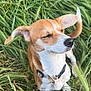 dog, canine, pet, grass, outdoor, nature, collar, brown_and_white, ears, sitting, animal, fur, snout, tail, daylight, closeup, muzzle, greenery, cute, friendly