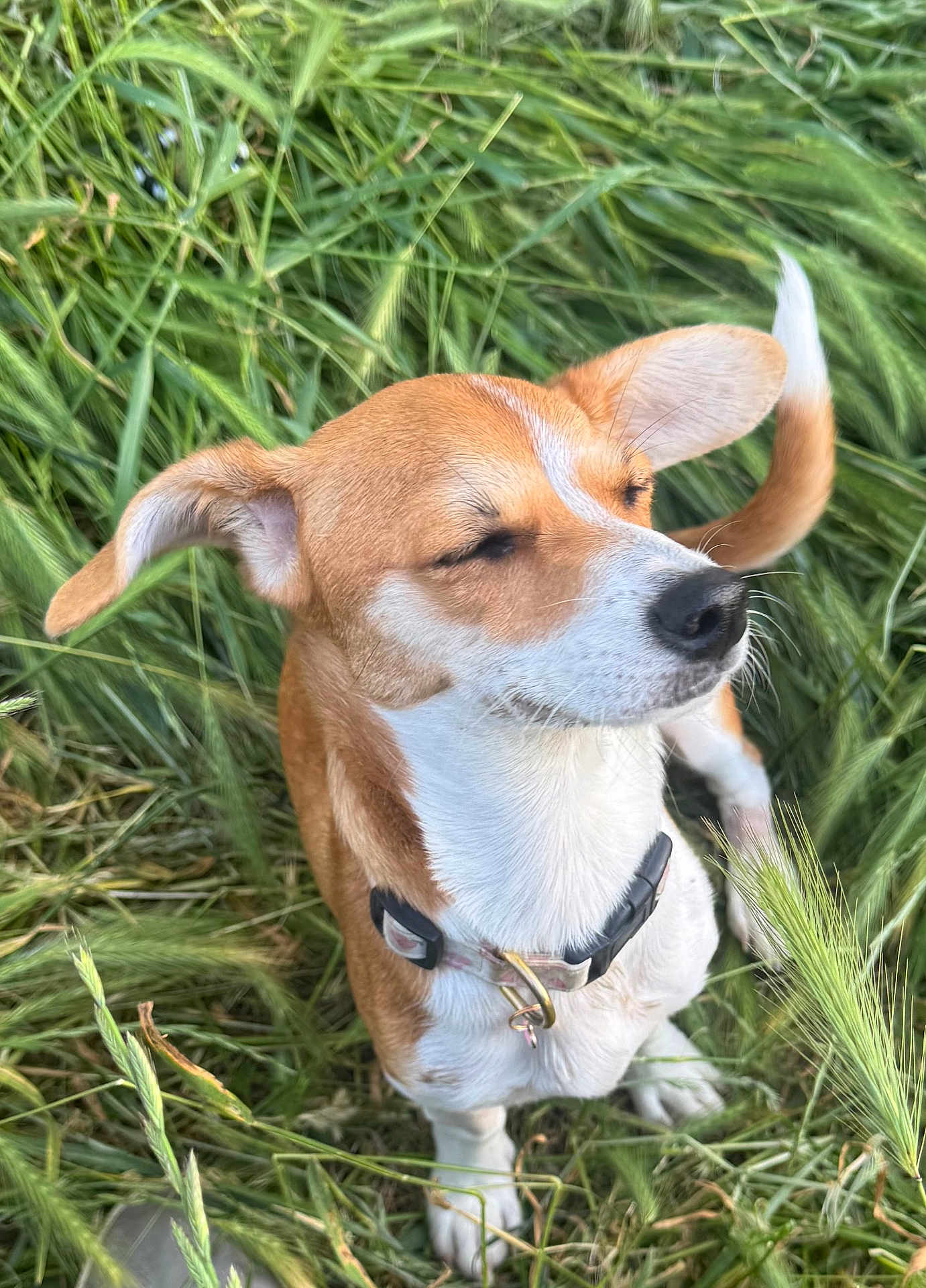 Suzy Q is registered to the contest to win money with this photo: dog, canine, pet, grass, outdoor, nature, collar, brown_and_white, ears, sitting, animal, fur, snout, tail, daylight, closeup, muzzle, greenery, cute, friendly