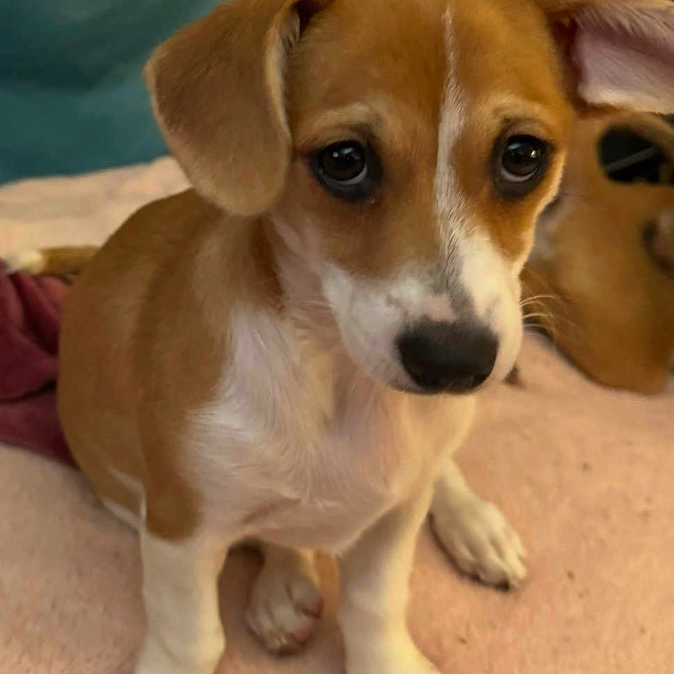Suzy Q joined the competition — help win amazing prizes! adorable, animal, blanket, brown, closeup, cozy, cute, dog, ears, eyes, fur, indoor, nose, pet, portrait, puppy, sitting, soft, white, young