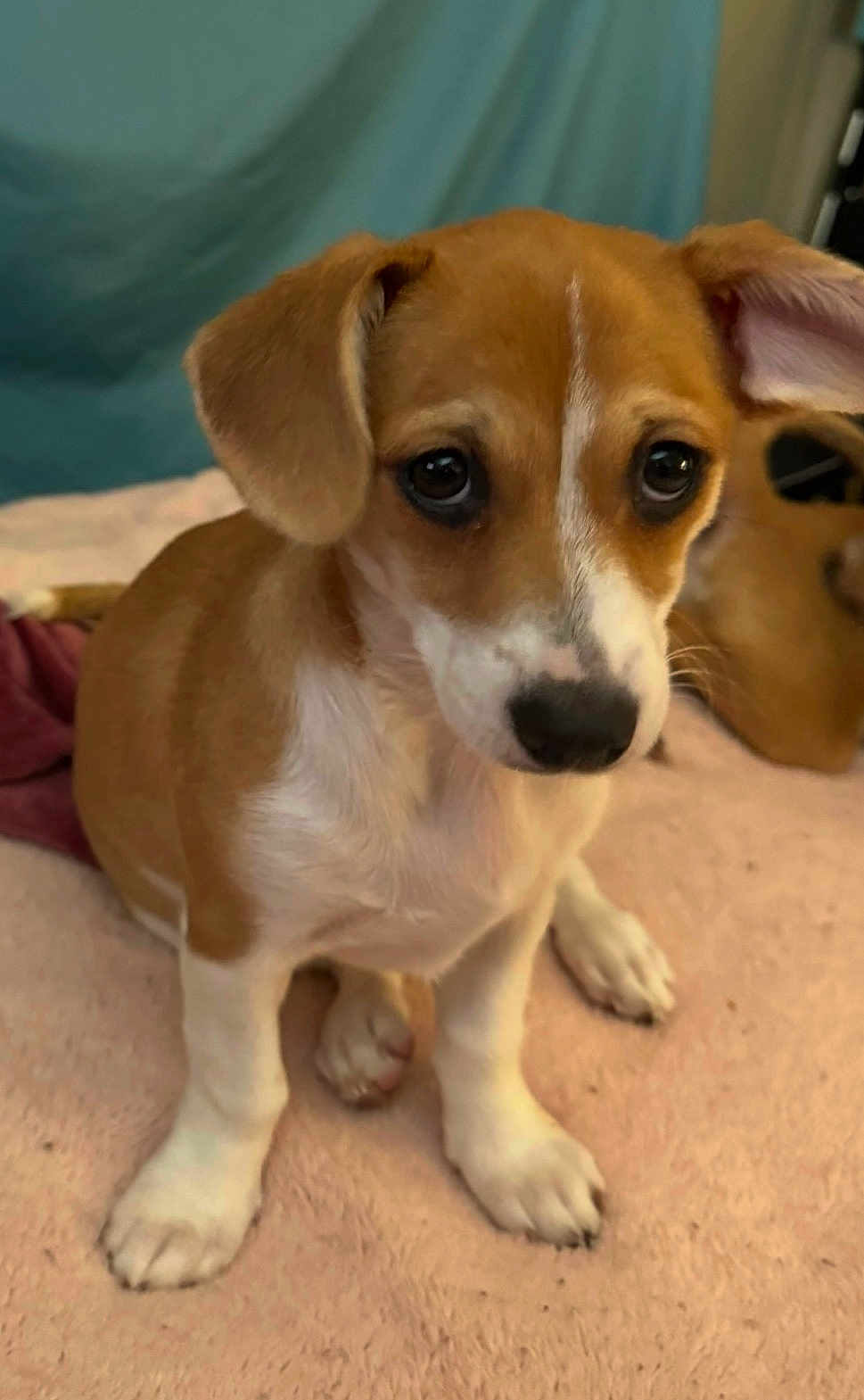 Suzy Q joined the competition — help win amazing prizes! adorable, animal, blanket, brown, closeup, cozy, cute, dog, ears, eyes, fur, indoor, nose, pet, portrait, puppy, sitting, soft, white, young