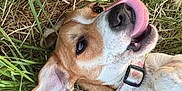 Suzy Q joined the competition — help win amazing prizes! animal, canine, closeup, collar, collar_heart, cute, dog, ears, fur, grass, happy, lying_down, muzzle, nature, outdoor, pet, playful, smiling, tongue, tongue_out