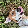 animal, canine, closeup, collar, collar_heart, cute, dog, ears, fur, grass, happy, lying_down, muzzle, nature, outdoor, pet, playful, smiling, tongue, tongue_out