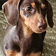 Emma joined the competition — help win amazing prizes! animal, brown_fur, canine, close_up, companion, curious, dachshund, dog, ears, eyes, floor, fur, indoor, nose, pet, portrait, sitting, tan_fur, texture, whiskers