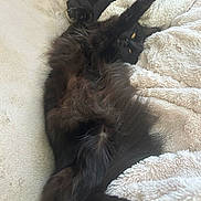 Luna participe au concours pour gagner de l'argent avec cette photo : animal, black_cat, blanket, cat, cozy, cute, domestic_cat, feline, fluffy, fur, indoor, lying_down, paw, pet, relaxed, resting, sleepy, soft, stretching, yellow_eyes