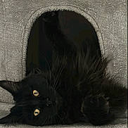 Luna a rejoint le concours — aidez-le/la à gagner de superbes lots ! animal, black_cat, cat, cat_tree, cozy, curious, cute, domestic, feline, fluffy, fur, household, indoor, pet, playful, portrait, relaxed, resting, whiskers, yellow_eyes