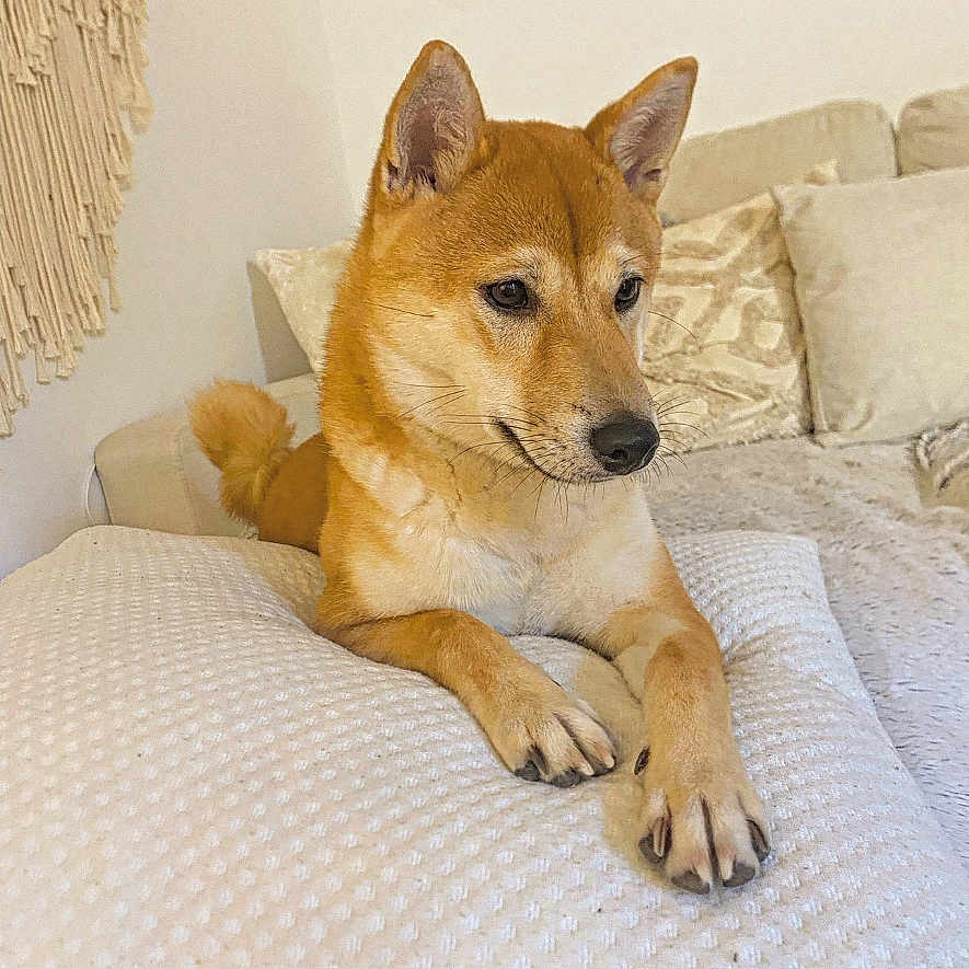 Naya a rejoint le concours — aidez-le/la à gagner de superbes lots ! animal, blanket, canine, comfort, companion, couch, cozy, dog, ears, fur, home_decor, indoor, macrame, pet, pillow, relaxed, resting, shiba_inu, tail, whiskers