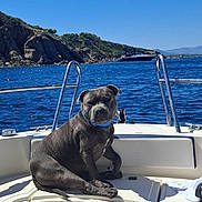 Taigo a rejoint le concours — aidez-le/la à gagner de superbes lots ! dog, boat, water, sea, sky, blue_collar, rocky_cliffs, sunny, outdoor, pet, marine, vacation, relaxing, summer, animal, leisure, daytime, nature, travel, scenic