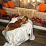 baby, child, infant, smiling, portrait, lying_down, blanket, overalls, brown_clothing, pumpkins, autumn, fall, hay_bale, string_lights, decorations, leaves, indoor, wooden_wall, wood_floor, cozy