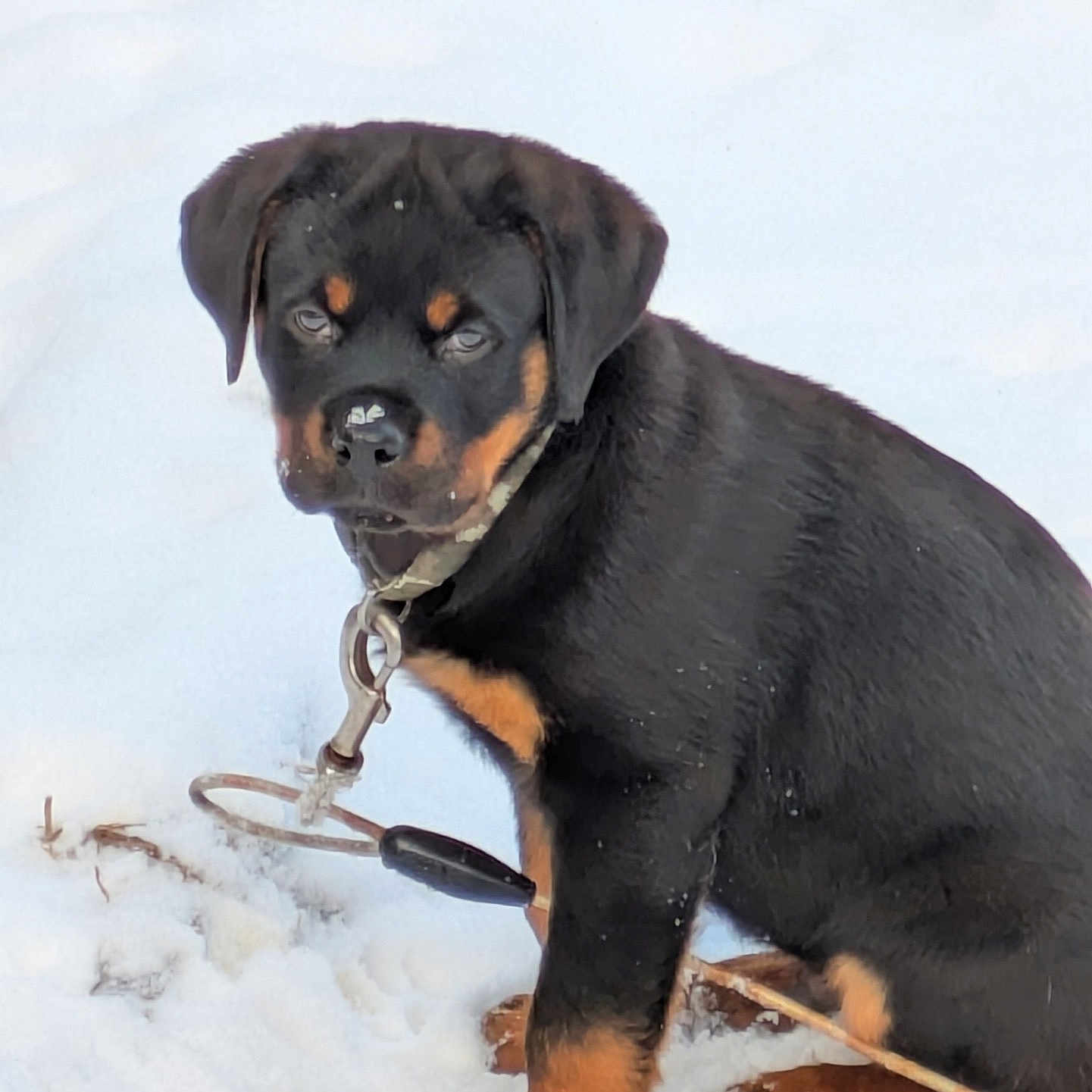 Sir Chunk joined the competition — help win amazing prizes! accessories, animal, appenzeller, boxer, bulldog, canine, collar, dog, hound, labradorretriever, leash, nature, outdoors, pet, pug, puppy, snout, snow, strap, winter