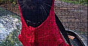 Jinx is registered to the contest to win money with this photo: cat, black_cat, red_hoodie, jigsaw_puzzle, puzzle_pieces, outdoor, greenery, blurred_background, mobile_screen, website_interface, text_overlay, banner, advertisement, animal, pet, hoodie, costume, close_up, photograph, product_image