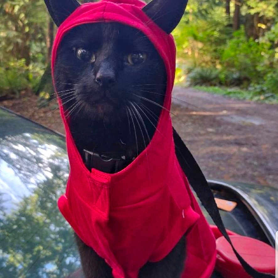Jinx is registered to the contest to win money with this photo: cat, black_cat, costume, hoodie, devil_horns, pet, animal, outdoor, forest, nature, car, vehicle, sunlight, cute, mischievous, portrait, feline, wildlife, sitting, leash