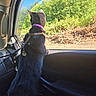 Jinx joined the competition — help win amazing prizes! cat, black_cat, collar, harness, car_interior, car_window, greenery, trees, sunlight, daytime, outdoor_view, curious, pet, animal, nature, blue_sky, leash, seat, dashboard, travel