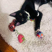 Panchito is registered to the contest to win money with this photo: black_cat, cat, collar, colorful_ball, cute, domestic_animal, feline, fluffy_rug, indoor, kitten, looking_up, paws, pet, playful, relaxed, strawberry_toy, toy_car, whiskers, white_rug, wooden_floor