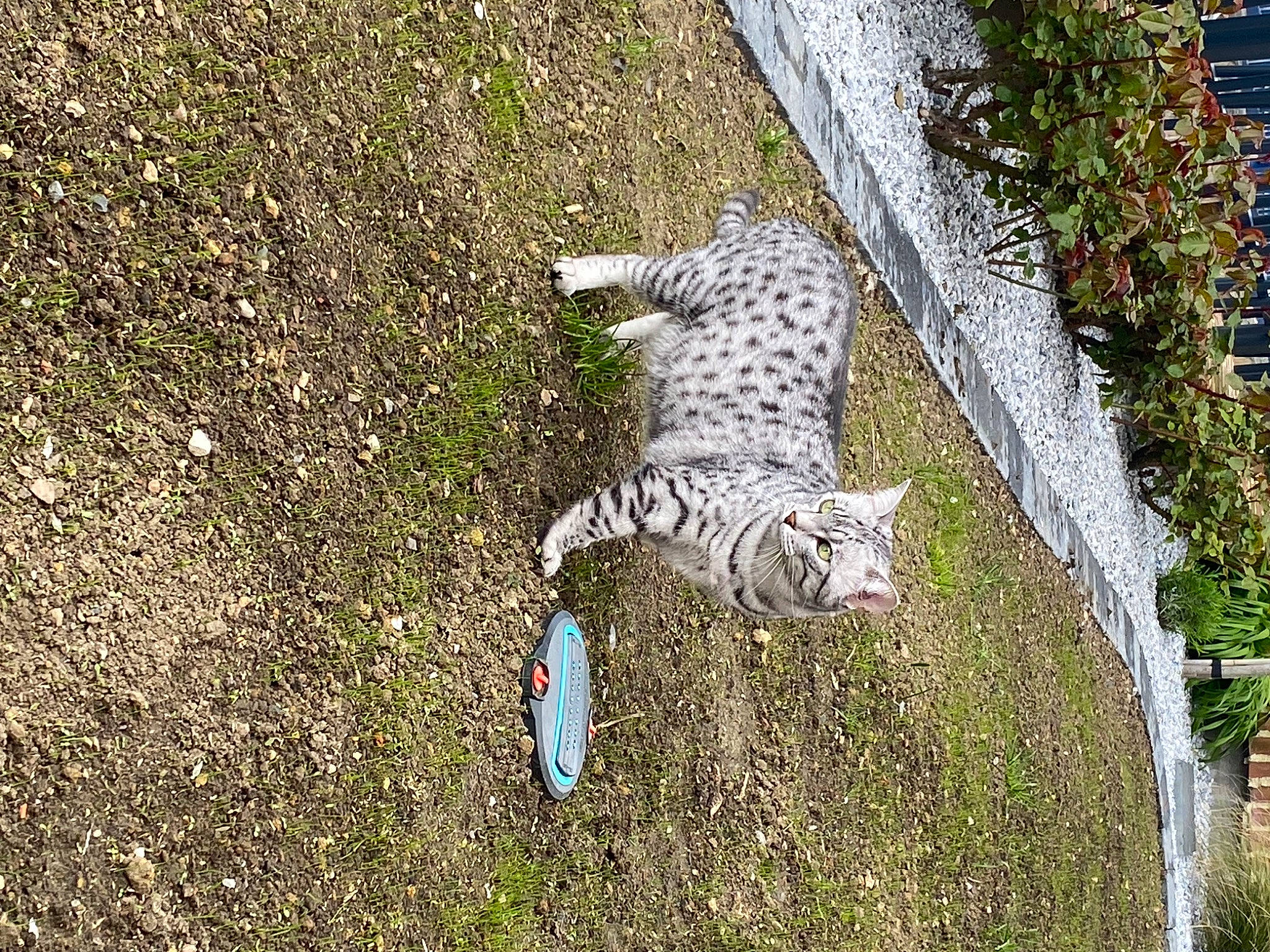 Redsen a rejoint le concours — aidez-le/la à gagner de superbes lots ! big_cats, carnivore, cat, domestic_short_haired_cat, felidae, grass, grass_family, groundcover, leaf, plant, road_surface, shrub, sidewalk, small_to_medium_sized_cats, soil, tail, terrestrial_animal, tree, trunk, whiskers