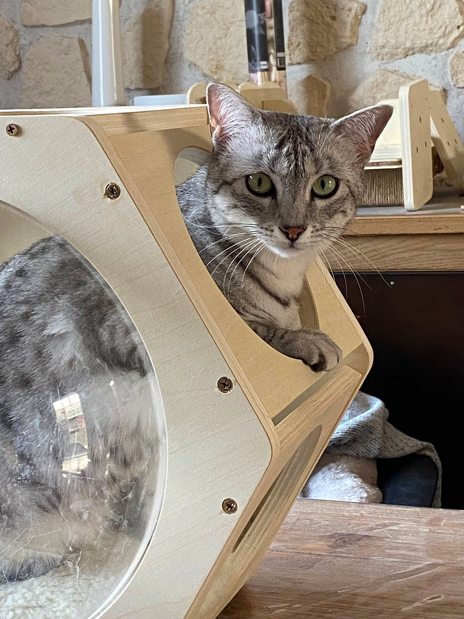 Redsen participe au concours pour gagner de l'argent avec cette photo : automotive_tire, box, carnivore, cat, domestic_short_haired_cat, fawn, felidae, flooring, fur, grey, metal, paw, pet_supply, small_to_medium_sized_cats, snout, tail, washing_machine, whiskers, window, wood