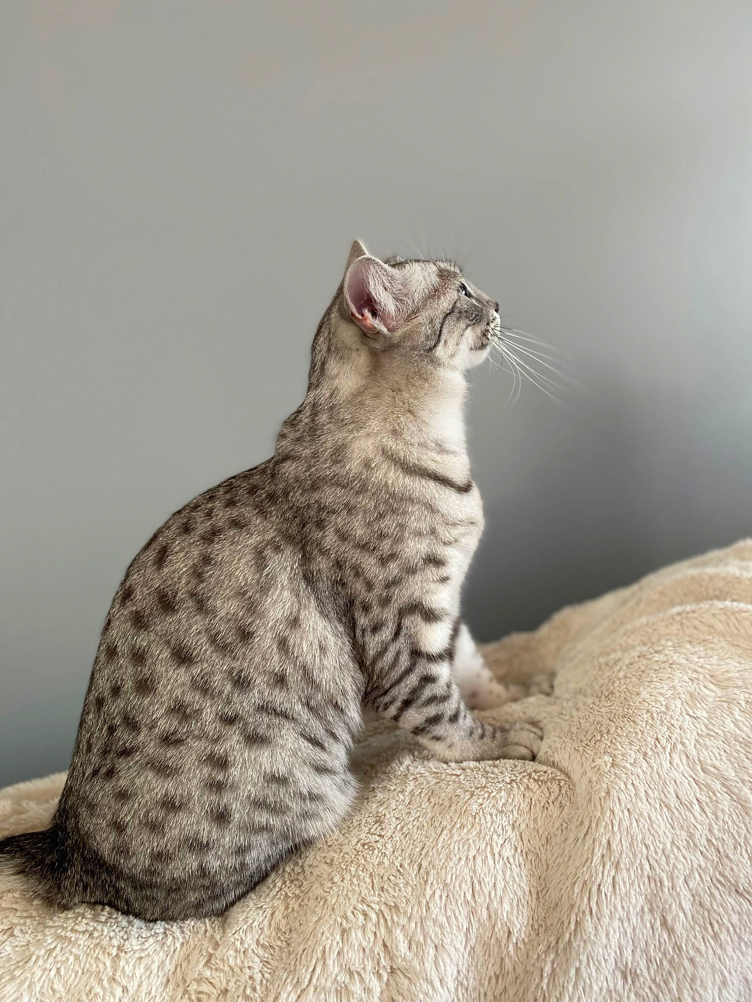 Redsen a rejoint le concours — aidez-le/la à gagner de superbes lots ! carnivore, cat, claw, comfort, domestic_short_haired_cat, felidae, fur, paw, sitting, small_to_medium_sized_cats, snout, tail, terrestrial_animal, whiskers, wildlife, window