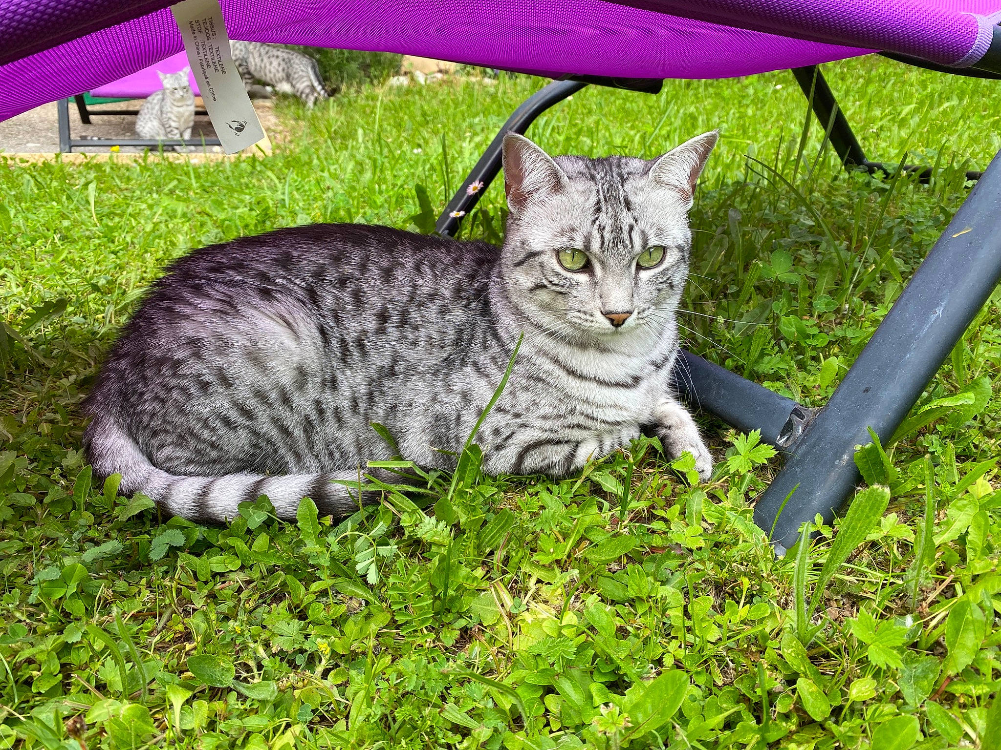 Redsen participe au concours pour gagner de l'argent avec cette photo : carnivore, cat, chair, domestic_short_haired_cat, felidae, fur, grass, groundcover, lawn, outdoor_furniture, plant, shade, sitting, small_to_medium_sized_cats, snout, tail, terrestrial_animal, umbrella, whiskers, wildlife