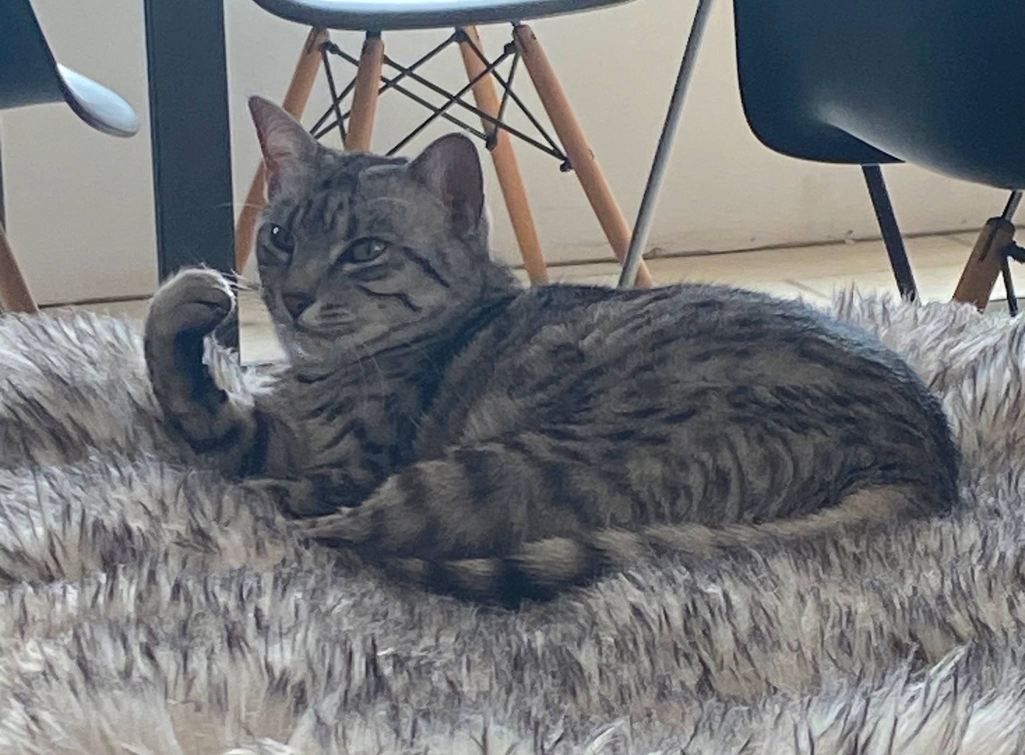 Rajal a rejoint le concours — aidez-le/la à gagner de superbes lots ! bed, carnivore, cat, cat_bed, chair, claw, comfort, domestic_short_haired_cat, felidae, flooring, fur, grey, nap, paw, sitting, small_to_medium_sized_cats, snout, tail, terrestrial_animal, whiskers