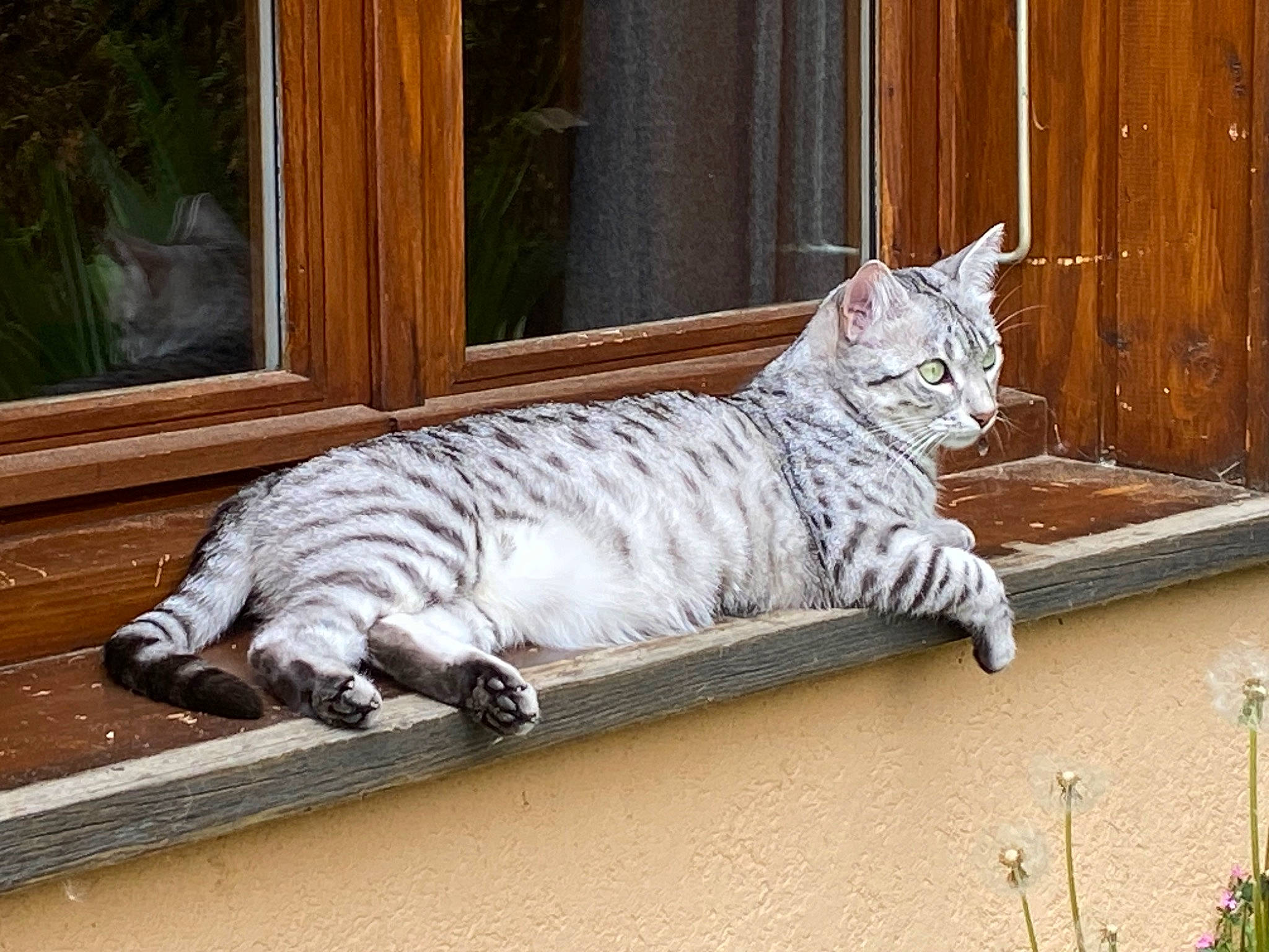 Rajal participe au concours pour gagner de l'argent avec cette photo : building, carnivore, cat, domestic_short_haired_cat, door, facade, felidae, fur, grey, paw, plant, small_to_medium_sized_cats, snout, tail, terrestrial_animal, tree, whiskers, wildlife, window, wood