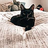 Penny joined the competition — help win amazing prizes! black_cat, bed, blanket, stuffed_animal, pillow, text_on_pillow, indoor, pet, animal, cozy, resting, feline, cute, domestic_cat, soft_light, home, fur, whiskers, relaxed, looking