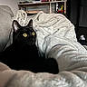 Penny joined the competition — help win amazing prizes! black_cat, yellow_eyes, blanket, couch, indoor, table, cans, tumbler, relaxed, cozy, plush, furniture, pet, animal, fur, alert, home, resting, soft_texture, domestic