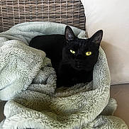 Penny is registered to the contest to win money with this photo: black_cat, cat, pet, animal, feline, blanket, soft_texture, couch, pillow, wicker, indoor, cozy, relaxed, fur, yellow_eyes, resting, comfort, home, domestic_animal, closeup