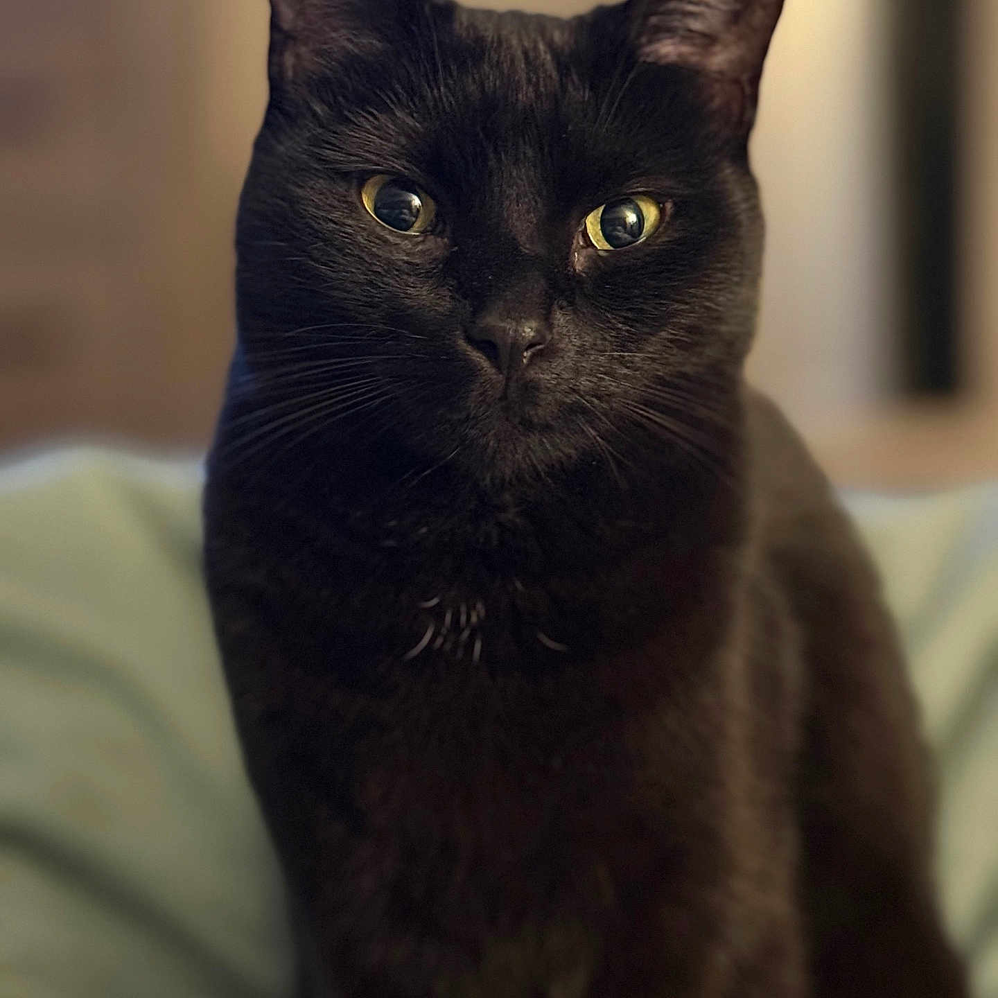 Penny is registered to the contest to win money with this photo: cat, black_cat, pet, animal, feline, ears, whiskers, eyes, fur, portrait, closeup, indoor, soft_light, mammal, cute, domestic_animal, sitting, looking, focused, shadow