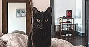 Penny joined the competition — help win amazing prizes! black_cat, cat, pet, animal, indoors, bed, blanket, mirror, furniture, wooden_frame, living_room, floor, decor, cozy, curious, portrait, cute, domestic, looking, sitting