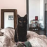 black_cat, cat, pet, animal, indoors, bed, blanket, mirror, furniture, wooden_frame, living_room, floor, decor, cozy, curious, portrait, cute, domestic, looking, sitting